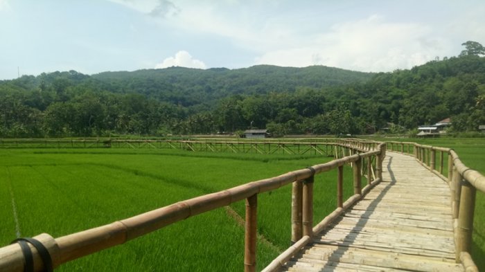 Persawahan Sukorame, Spot Foto Instagramable di Mangunan Dlingo